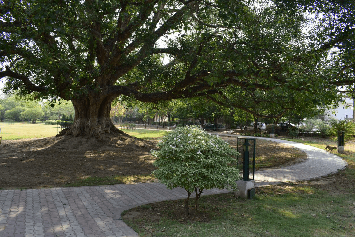 The Kalibard Peepal sacred fig tree