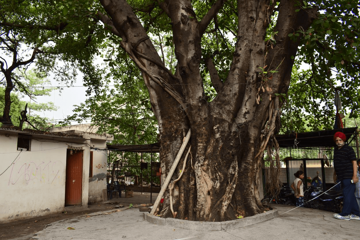 The Bargad of Guga Marhi banyan tree