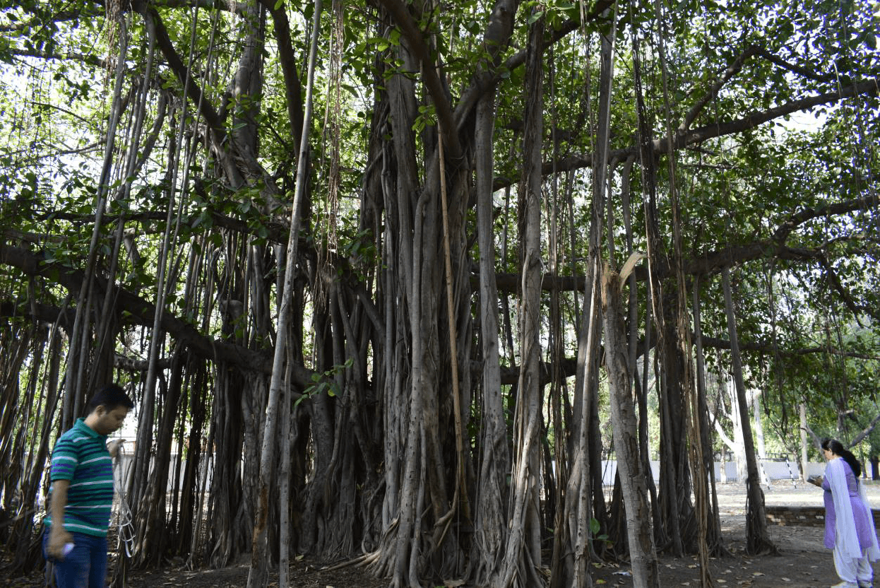 Ancient heritage banyan tree of Chandigarh