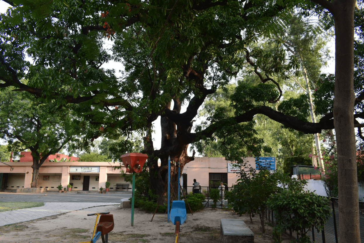 The Grand Old Man Mango tree