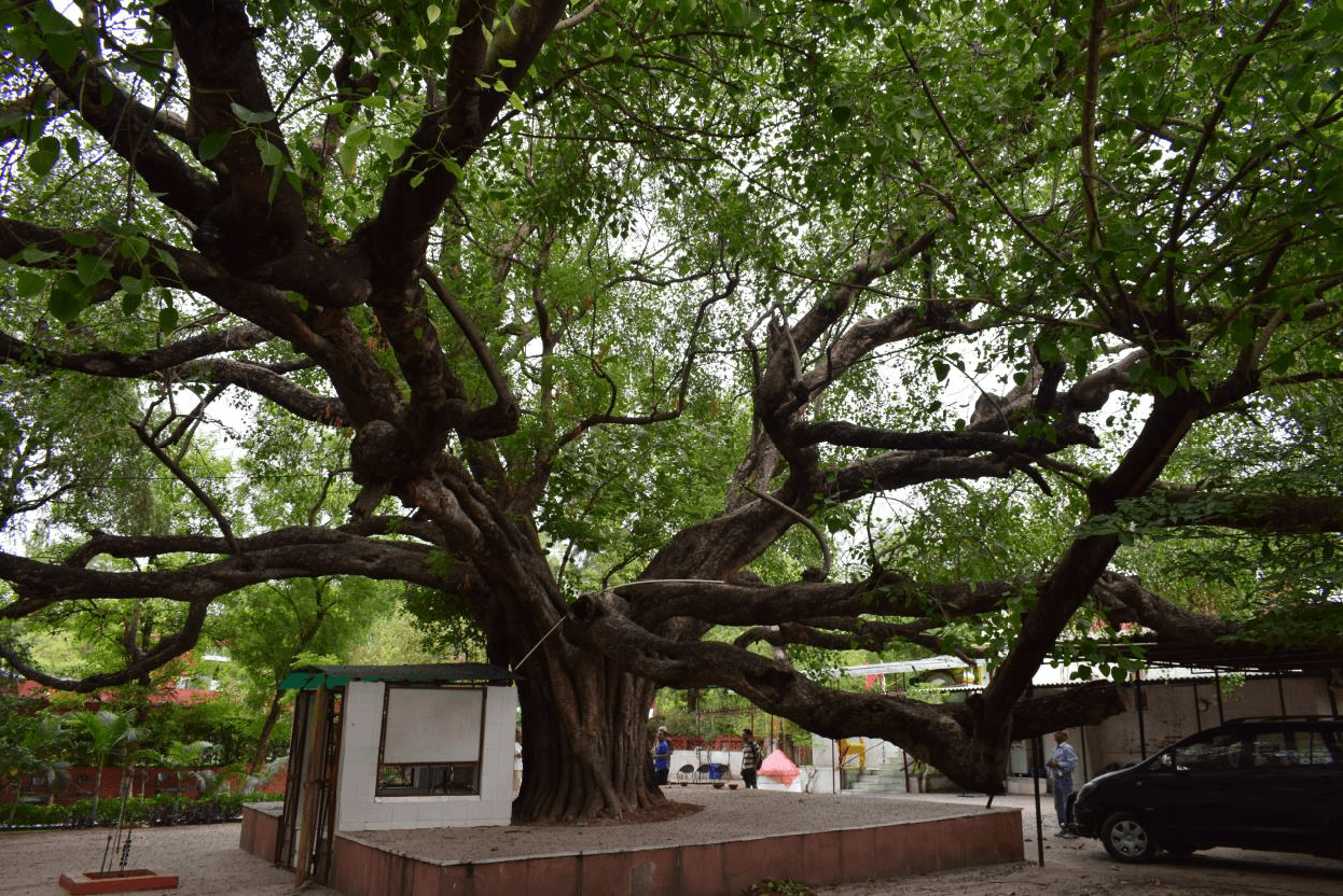 The 27-Branch Sacred Peepal