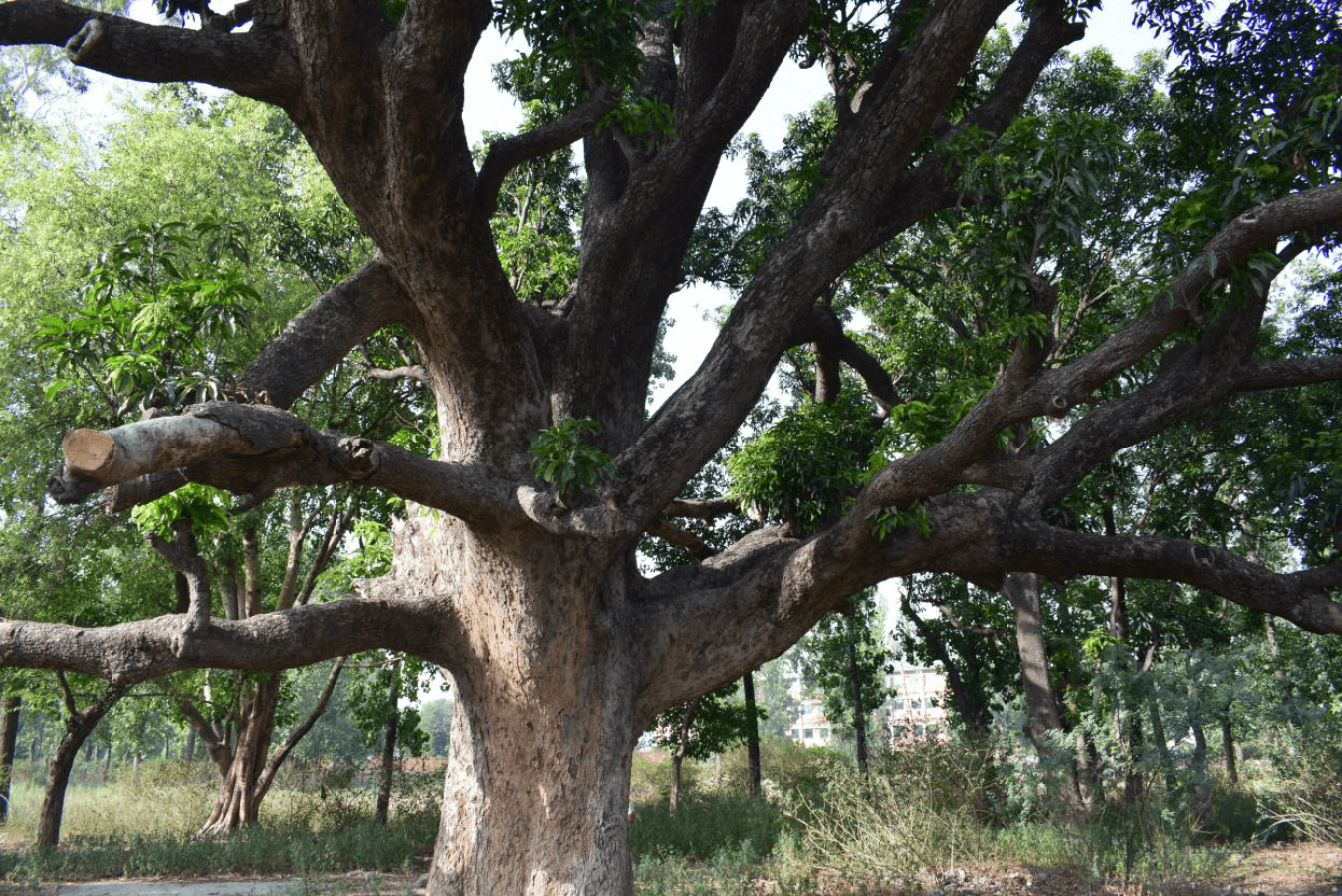 The Ancient Mango of Maloya