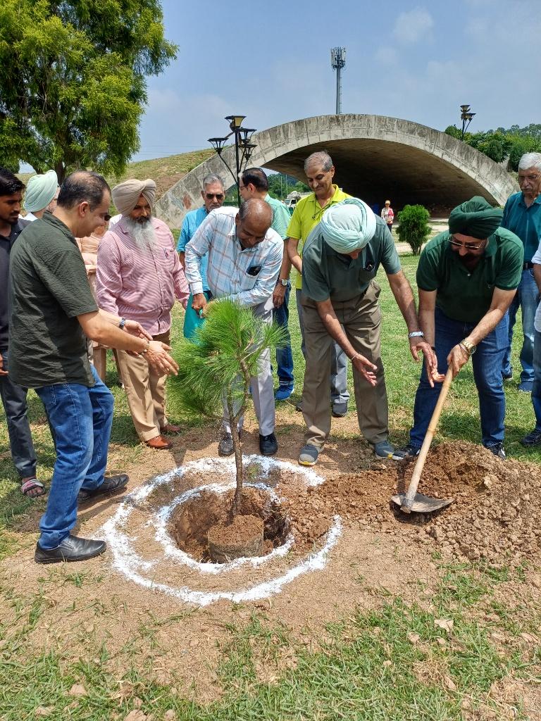 Planting Cheel Saplings